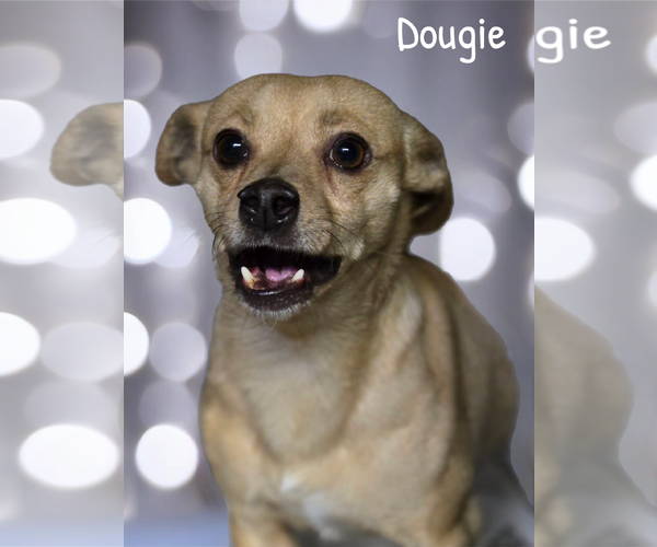 Medium Photo #2 Chihuahua Puppy For Sale in Phelan, CA, USA