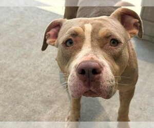 Mutt Dogs for adoption in Tulsa, OK, USA