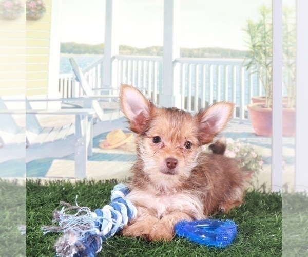 Medium Photo #4 Havashire Puppy For Sale in MOUNT VERNON, OH, USA