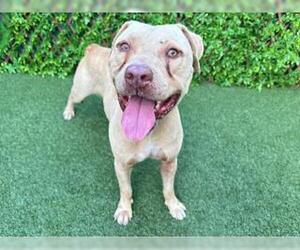 American Staffordshire Terrier Dogs for adoption in West Palm Beach, FL, USA