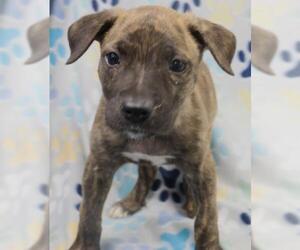 German Shepherd Dog-Unknown Mix Dogs for adoption in Thief River Falls, MN, USA