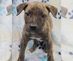 Small German Shepherd Dog Mix