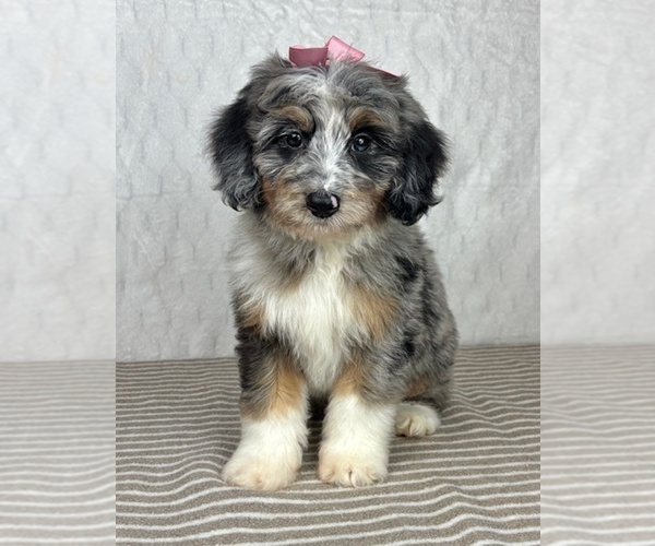 Medium Photo #4 Bernedoodle (Miniature) Puppy For Sale in GREENFIELD, IN, USA