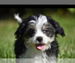 Small #1 Auss-Tzu