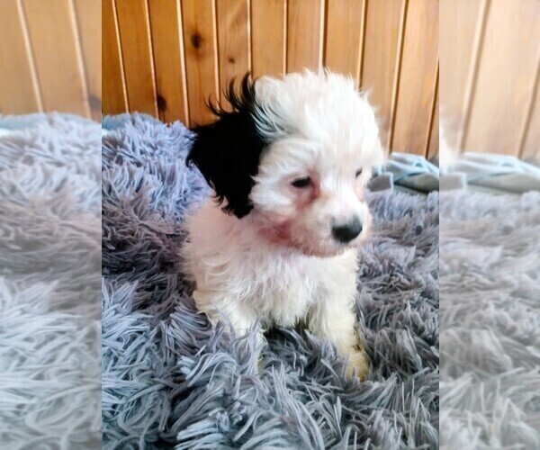 Medium Photo #3 Mal-Shi-Poodle (Toy) Mix Puppy For Sale in WOBURN, MA, USA