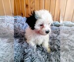 Small #2 Mal-Shi-Poodle (Toy) Mix