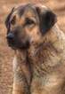 Small Photo #1 Anatolian Shepherd Puppy For Sale in SANDERSVILLE, GA, USA