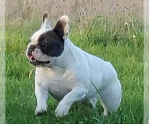 Medium Photo #7 French Bulldog Puppy For Sale in CUSICK, WA, USA