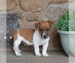 Small #1 Jack Russell Terrier