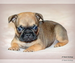 Small Photo #19 French Bulldog Puppy For Sale in WINNSBORO, TX, USA