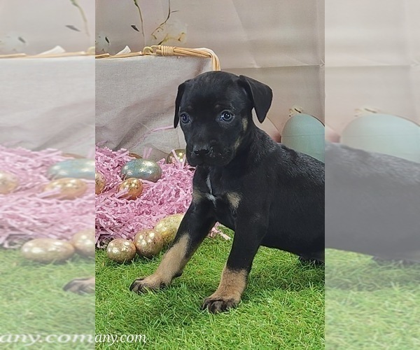 Medium Photo #5 Catahoula Leopard Dog Puppy For Sale in CUMBY, TX, USA