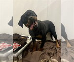 Small #4 Rottweiler