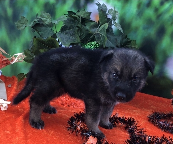 Medium Photo #3 German Shepherd Dog-Siberian Husky Mix Puppy For Sale in LAKELAND, FL, USA