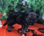Small Photo #3 German Shepherd Dog-Siberian Husky Mix Puppy For Sale in LAKELAND, FL, USA
