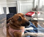 Small Photo #3 Dachshund-Unknown Mix Puppy For Sale in Arlington, VA, USA