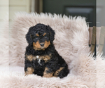 Small Photo #22 Bernedoodle Puppy For Sale in FREDERICKSBURG, OH, USA