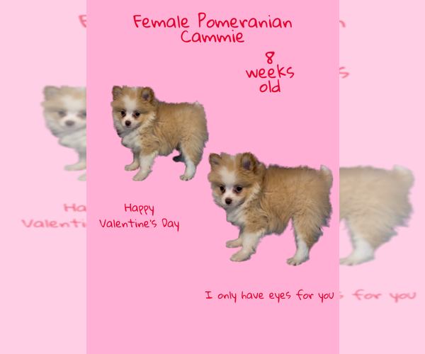 Medium Photo #4 Pomeranian Puppy For Sale in AZLE, TX, USA