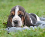 Small Photo #14 Basset Hound Puppy For Sale in ORRVILLE, OH, USA