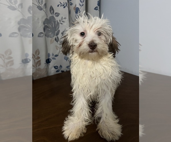 Medium Photo #8 Havanese Puppy For Sale in DURHAM, CT, USA