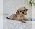 Small #3 Shorkie Tzu