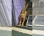 Small #32 German Shepherd Dog