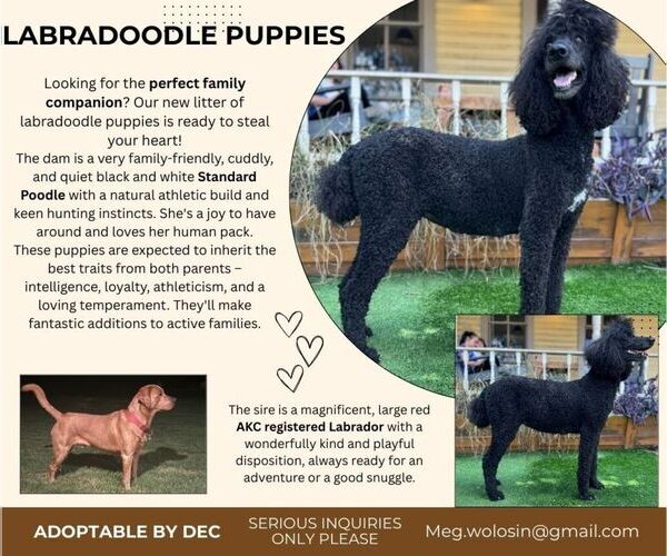 Medium Photo #1 Labradoodle Puppy For Sale in BOERNE, TX, USA