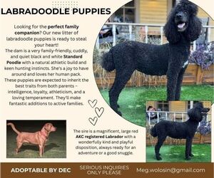 Mother of the Labradoodle puppies born on 10/07/2025