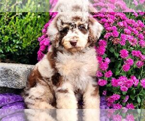 Poodle (Standard) Puppy for sale in PITTSBURGH, PA, USA