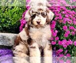 Small Poodle (Standard)