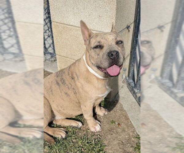 Medium Photo #2 Bulldog-Unknown Mix Puppy For Sale in Riverside, CA, USA