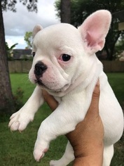 French Bulldog Puppy for sale in LEAGUE CITY, TX, USA
