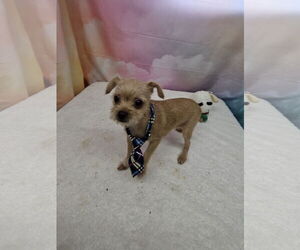 Brussels Griffon-Unknown Mix Dogs for adoption in Metairie, LA, USA