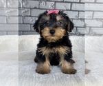 Small #10 Yorkshire Terrier
