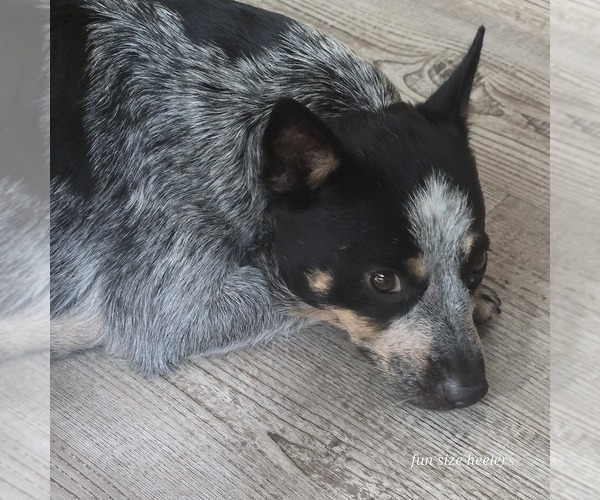 Medium Photo #1 Australian Cattle Dog Puppy For Sale in LAURINBURG, NC, USA