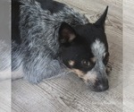 Small Photo #1 Australian Cattle Dog Puppy For Sale in LAURINBURG, NC, USA