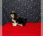 Small Photo #28 Shih Tzu Puppy For Sale in PATERSON, NJ, USA