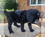 Small #6 F2 Aussiedoodle