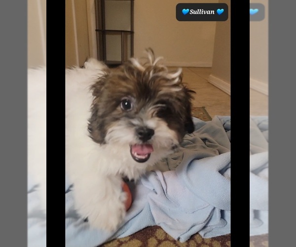 Medium Photo #2 ShihPoo Puppy For Sale in TUCSON, AZ, USA