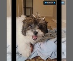 Small #1 ShihPoo