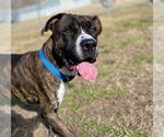 Small #10 American Pit Bull Terrier