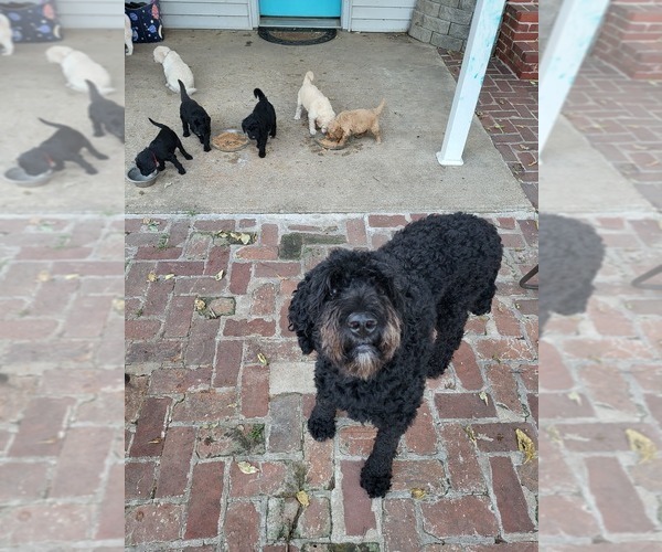Medium Photo #1 Goldendoodle Puppy For Sale in WATERLOO, IL, USA