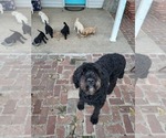 Small Photo #1 Goldendoodle Puppy For Sale in WATERLOO, IL, USA