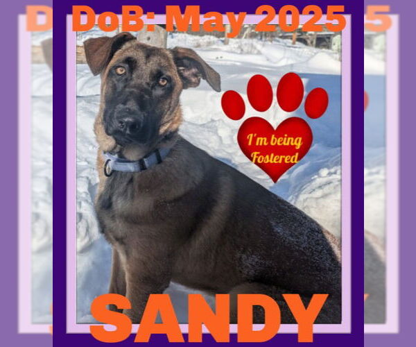 Medium Photo #1 German Shepherd Dog-Unknown Mix Puppy For Sale in Sebec, ME, USA