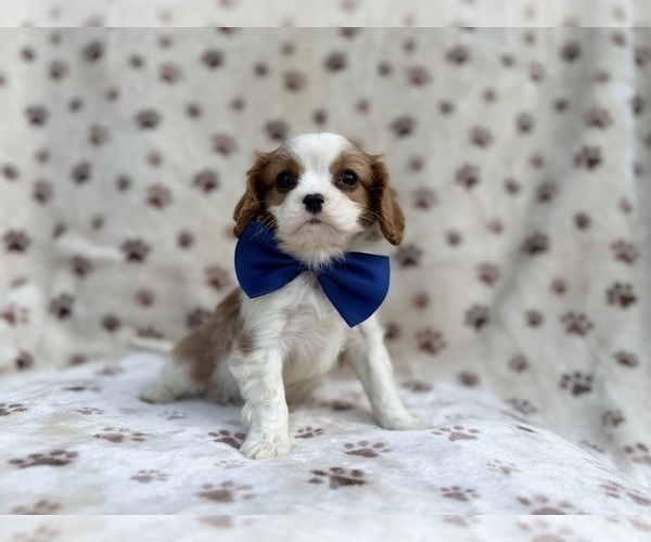 Medium Photo #4 Cavalier King Charles Spaniel Puppy For Sale in LAKELAND, FL, USA