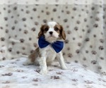 Small #3 Cavalier King Charles Spaniel
