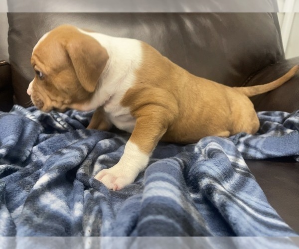 Medium Photo #100 American Bully Puppy For Sale in REESEVILLE, WI, USA