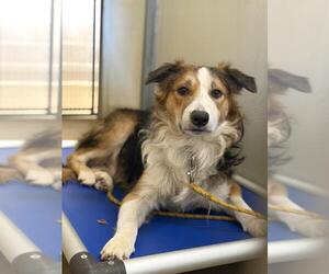 Border Collie Dogs for adoption in Santa Maria, CA, USA