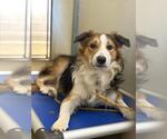 COLT - Male Border Collie Dog for Adoption - Small photo