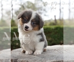 Small #2 Pembroke Welsh Corgi