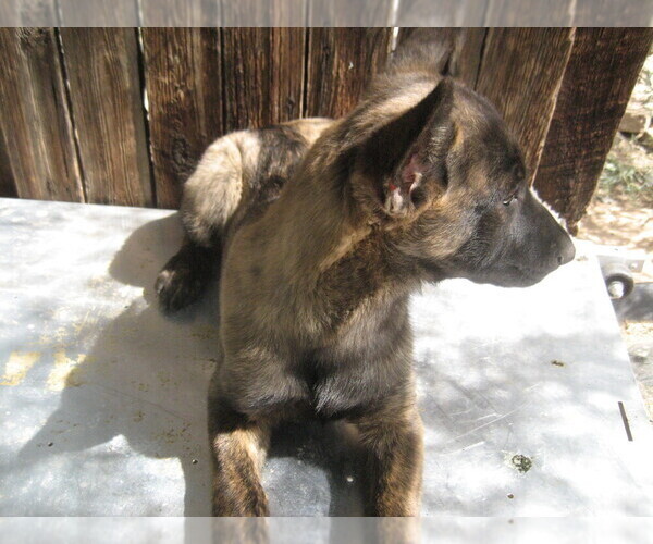 Medium Photo #2 Dutch Shepherd Dog Puppy For Sale in TUCSON, AZ, USA